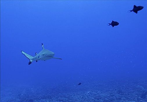 鲨鱼,太平洋,玻利尼西亚