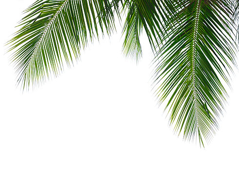椰树,叶子,隔绝,白色背景,背景