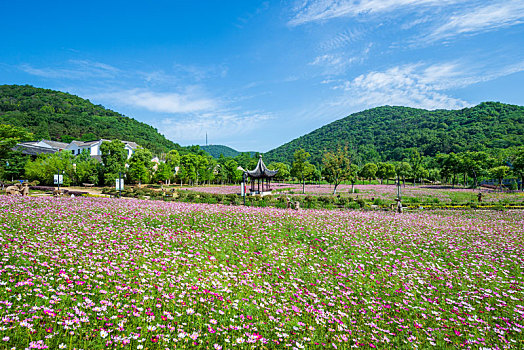 南京不老村风景