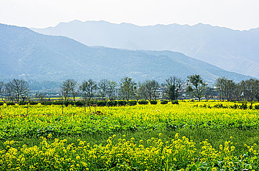 田园春色