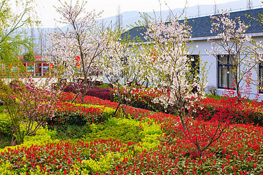 桃林,桃花,花海