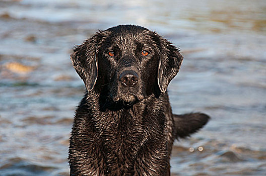 头像,拉布拉多犬,站在水中
