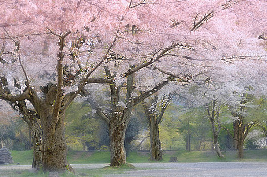 樱花,树,公园,日本
