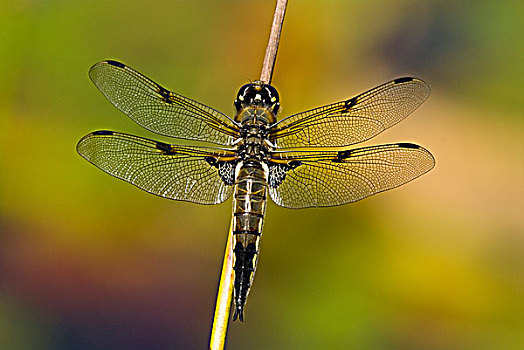 四个,斑点,蜻蜓,不列颠哥伦比亚省,加拿大