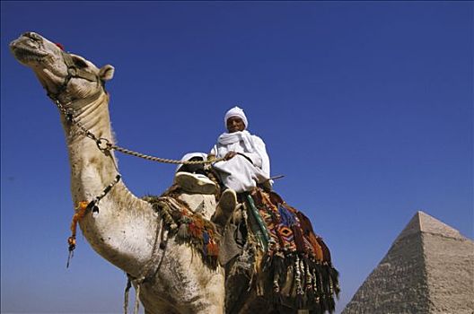 埃及,吉萨,高原,老人,骑,骆驼,金字塔,背影