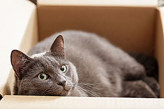 英国短毛猫,猫,盒子,漂亮,看
