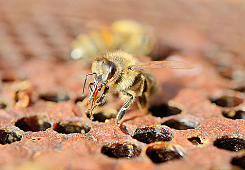 蜜蜂,蜂巢,窝,清洁,舌头