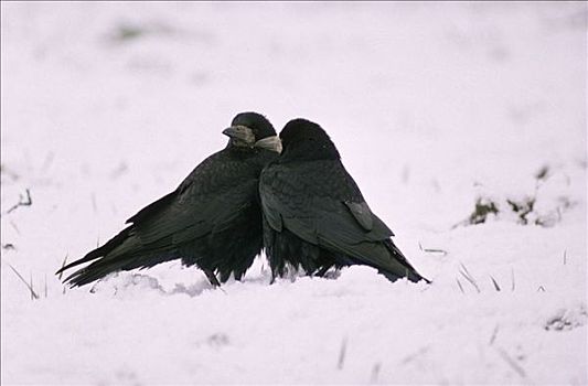 乌鸦,求爱,一对,雪,地面,欧洲