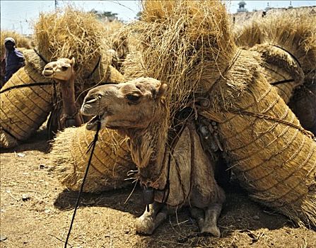 单峰骆驼,装载,干草,卡拉奇,巴基斯坦