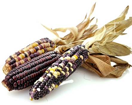 彩色,干燥,玉米