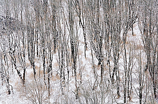 冬日树林,哥伦比亚河峡谷,俄勒冈,美国