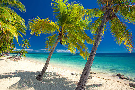 空,海滩,椰树,树,斐济