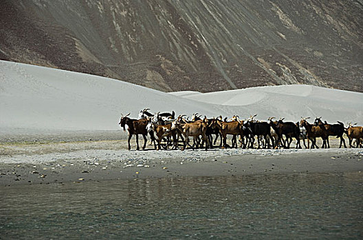 牧群,山羊,湖岸,山谷,查谟-克什米尔邦,印度