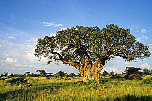 坦桑尼亚,塔兰吉雷国家公园,猴面包树