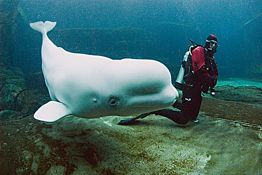 白鲸,潜水,温哥华水族馆,加拿大