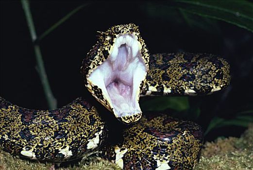 扁斑奎蛇,蝰蛇,雨林,哥斯达黎加