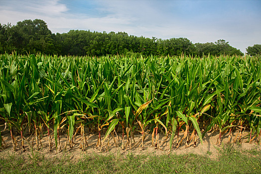 玉米的生长环境图片