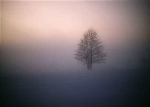 树,雾状,陆地