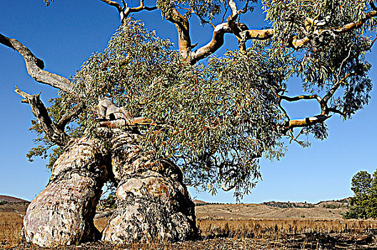 澳大利亚,澳洲南部,弗林德斯山国家公园,红河,桉树