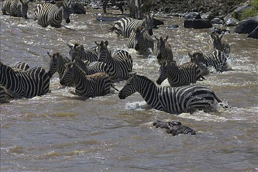 尼罗鳄,饥饿,成年,接近,斑马,马拉河,马赛马拉国家保护区,肯尼亚