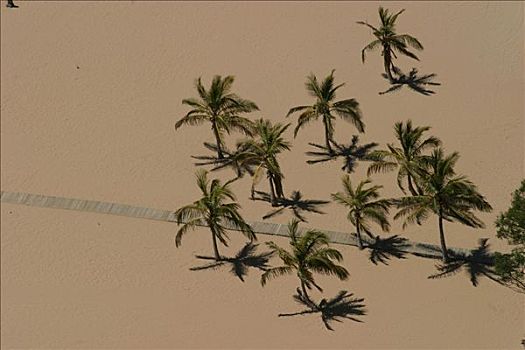 棕榈树,人造,海滩,特内里费岛,加纳利群岛