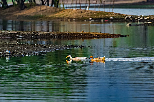 湿地水禽鸭子景观