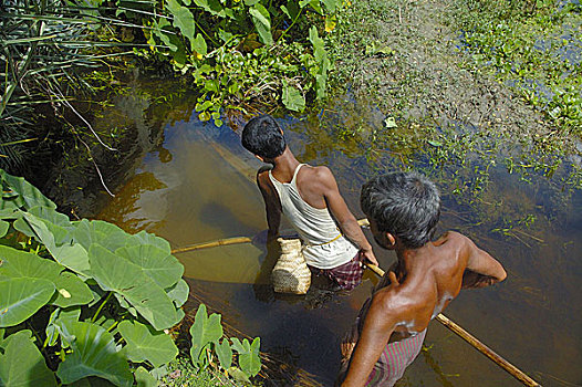 渔民,抓住,鱼,孟加拉,六月,2007年