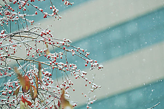 初雪