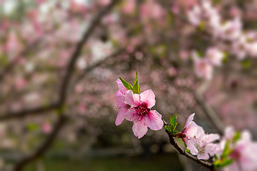 鲜花