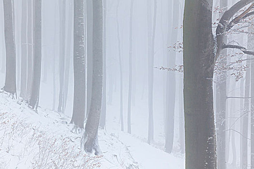 模糊,冬日树林,萨尔茨堡,奥地利
