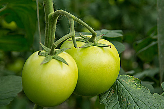 温室大棚种植西红柿
