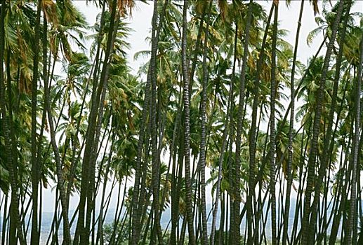 夏威夷,莫洛凯岛,小树林,棕榈树,摇动,微风