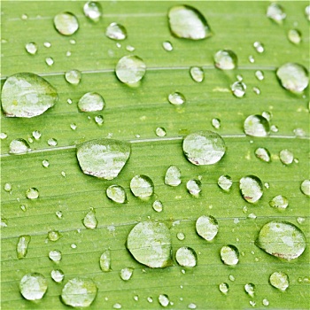 雨滴,绿色,叶片,特写