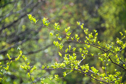 春季连翘的绿色枝条及叶子