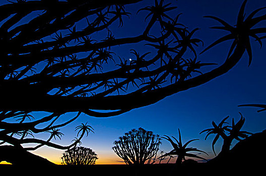 树林,二歧芦荟,日落,北开普,南非,非洲