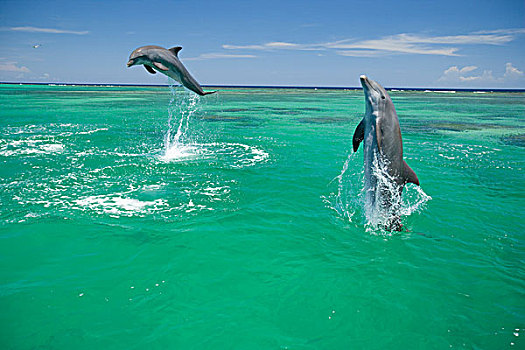 宽吻海豚,海洋,靠近,洪都拉斯