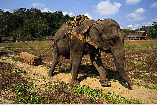 大象,拉拽,原木,训练,露营,安达曼群岛,印度