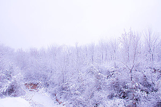 雪景