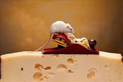 奶酪,白鼠