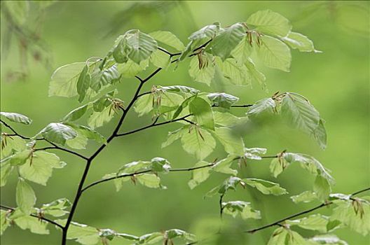 山毛榉,叶子,北莱茵威斯特伐利亚,德国