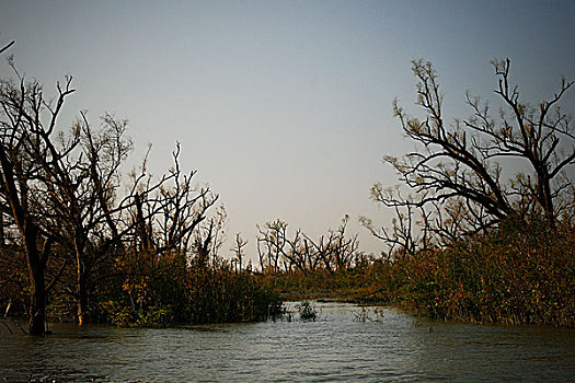 风景,举止,标识,荒废,气旋,沿岸,区域,大,损坏,房产,孟加拉,十月,2007年