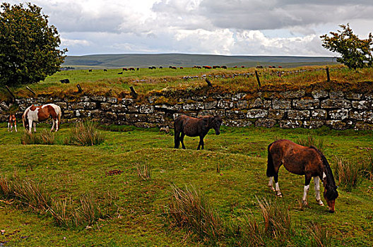 达特姆尔高原,放牧,牛,背影,德文郡,英格兰,英国,欧洲