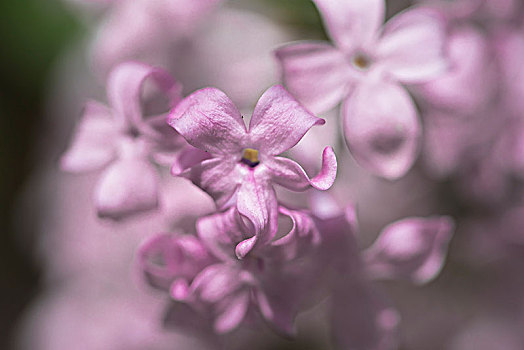 丁香花