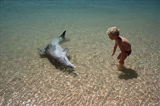 宽吻海豚,互动,男孩,澳大利亚