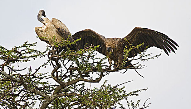 非洲,坦桑尼亚,白背兀鹫,塞伦盖蒂国家公园
