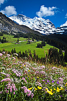 野花,少女峰,伯尔尼阿尔卑斯山,瑞士