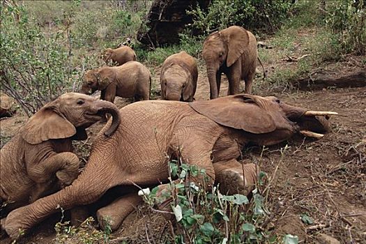 非洲象,幼兽,会面,老年男性,孤儿,东察沃国家公园,肯尼亚