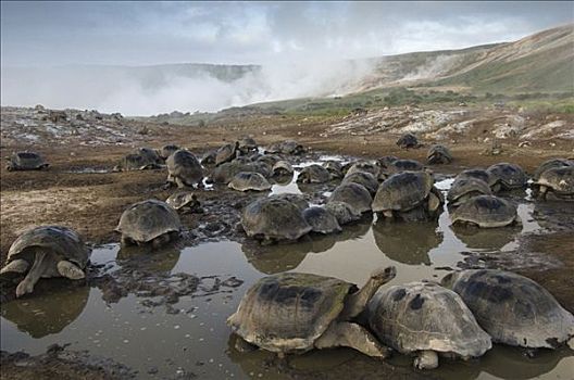 阿尔斯多火山海岛陆龟,加拉巴哥象龟,群,翻腾,阿尔斯多火山,火山口,地面,伊莎贝拉岛,加拉帕戈斯群岛,厄瓜多尔