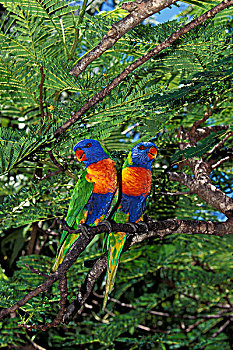 彩虹,彩虹鹦鹉,成年,漂亮,彩色,澳大利亚