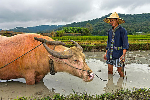 稻米,农民,水牛,站立,泥,稻田,琅勃拉邦,老挝,亚洲